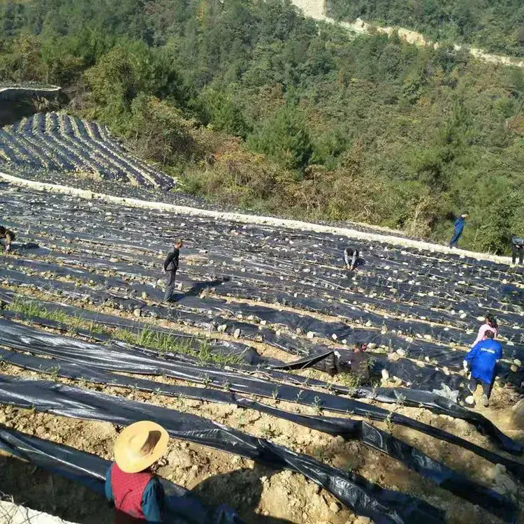 Comment le tissu barrière contre les mauvaises herbes à base de plantes médicinales aide à créer des environnements de croissance plus propres et plus durables