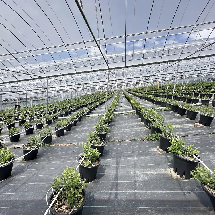 Comment le tissu de protection contre les mauvaises herbes aide-t-il à créer de meilleurs espaces de culture extérieurs ?